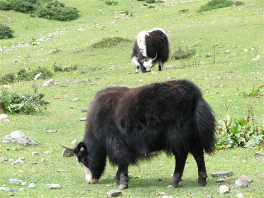 Yak